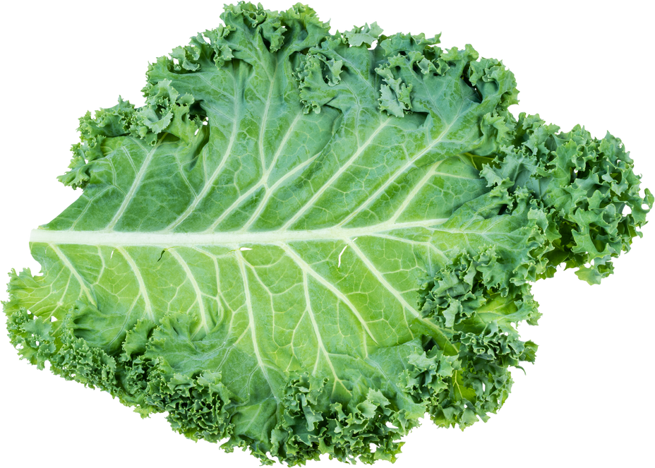 Single Leaf of Curly-Leaf Kale Isolated
